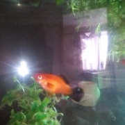 Arsenii zoo